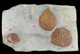 Three Fossil Leaves (Zizyphoides & Davidia) - Montana #115253-3